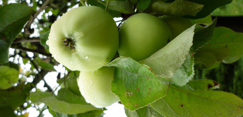 Datei:Apfel.jpg